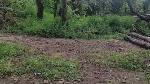 Trail Blocked 🚫 2