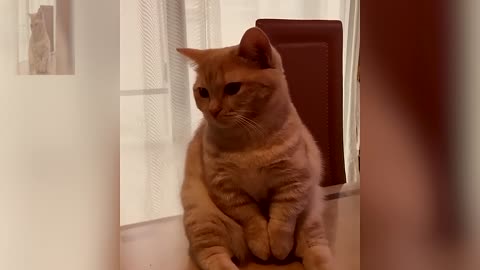 A dazed cat