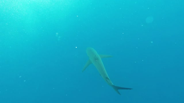 Swimmer spots shark trailing hook and line from its mouth