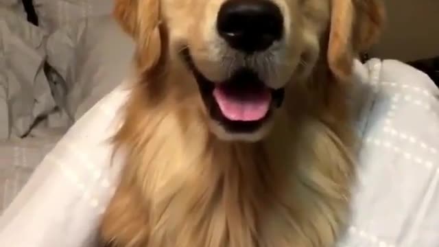 A dog hiding under the covers