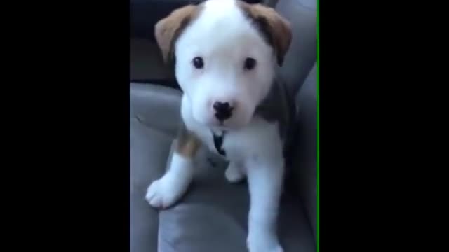 Dog gets angry at his own hiccups!!!🤣🤣