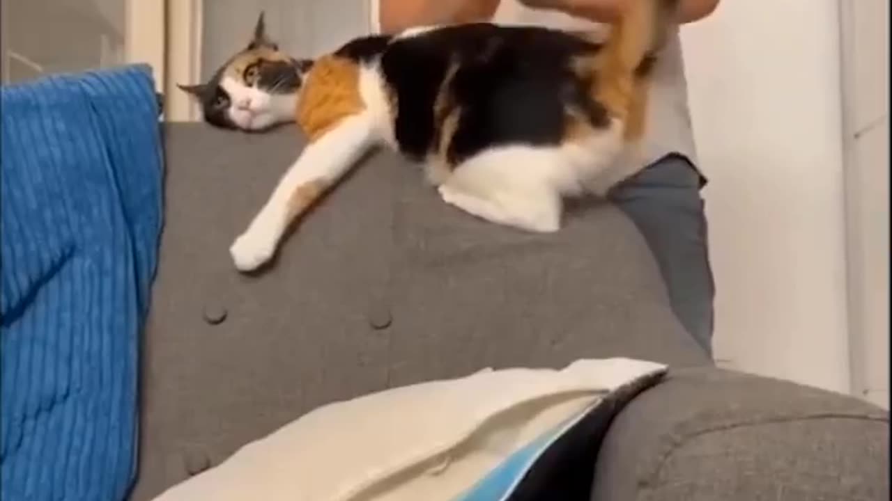 The cat funny videos