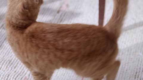 Lovely cat