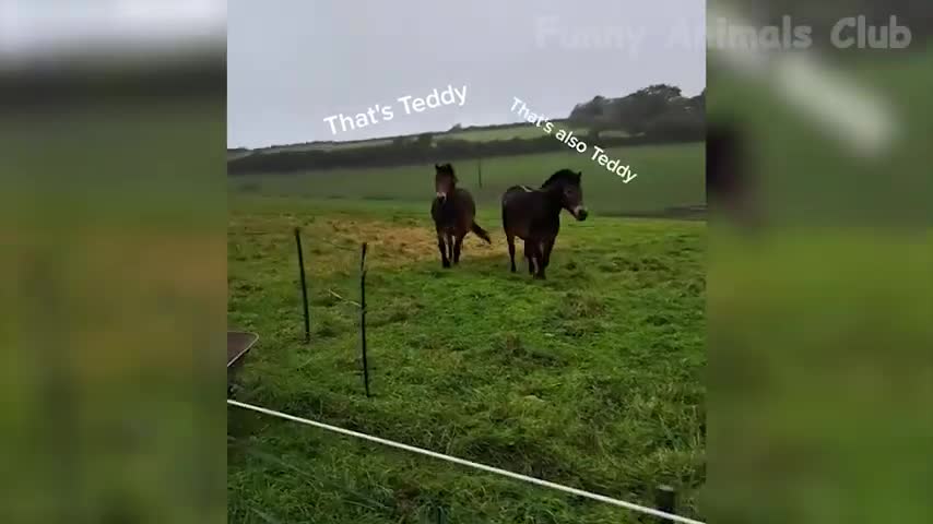 Animal funny video 2022, Dog and cat funny video, Amazing facts in fog and cat