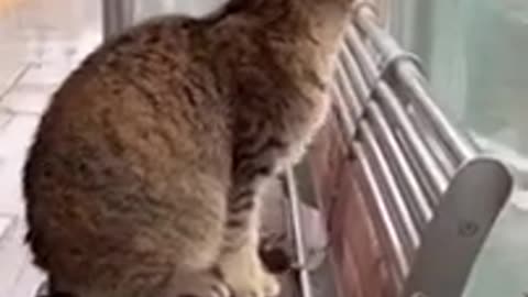 "Fur-tastic Funnies: The Ultimate Cat & Dog Comedy Show!"