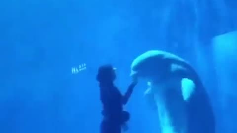 A Diver Under The Sea With A Dolphin #shorts #viral #shortsvideo #video