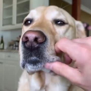 Funny dogs playing 😍 #Shorts