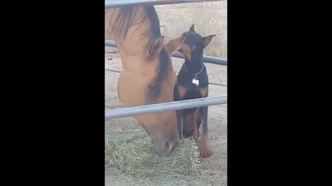 Animal love dog and Horse eat grass