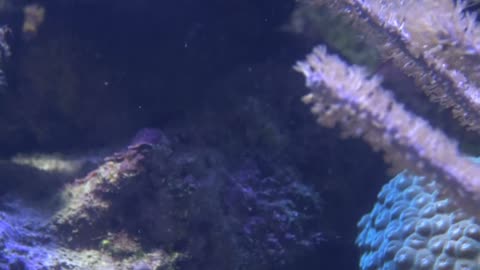 Closeup of Small Colorful Tropical Fish by Coral
