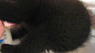 Nosy Little Black Bear Cub Climbs Into Refrigerator