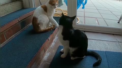 Funny & Cute Cat Compilation Video