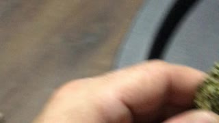Dog loves weed - funny video