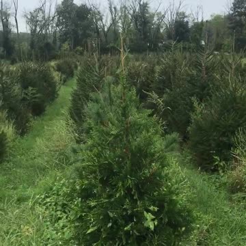View of our trees growing on our tree farm