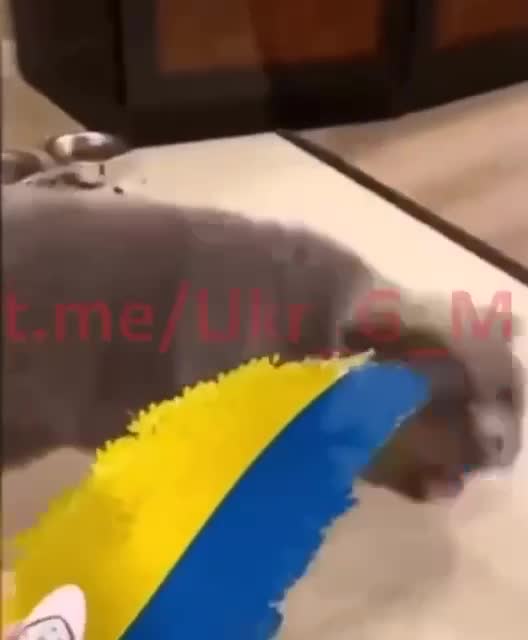 co czuje normalny zdrowy człowiek do nazistowskiej upadliny