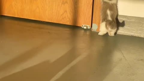 Baby cat catch shadow on wall #cats #cute #pets #shadow