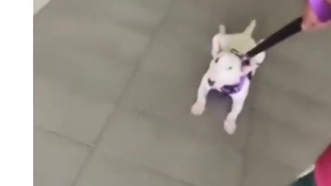 Baby dog funny video