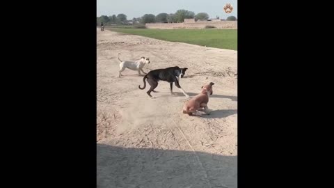 funny cats and dog compilation |cats and dogs funny fails |cats and dogs funniest videos #13