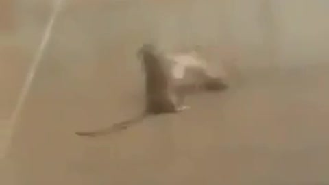 kung fu 1v1 rats
