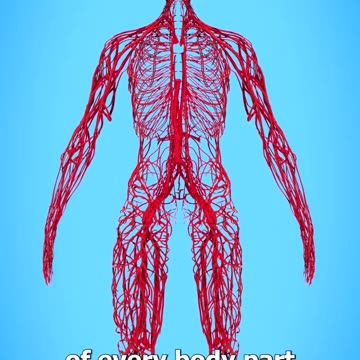 How Long Are Your Blood Vessels? 🤔