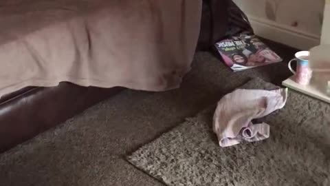 Shih tzu doing a meerkat