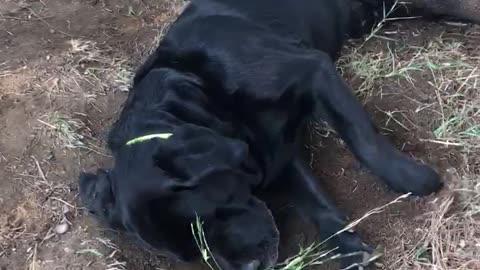 Black dog scratching dirt brown dog puts paw on dog