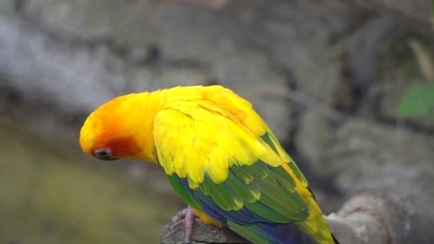 parrot sun conure enjoying