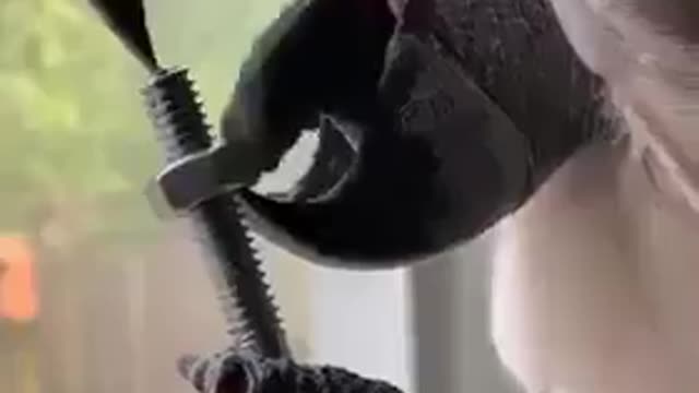 Parrot funnlest video, nut bolt open bird video, amazing video