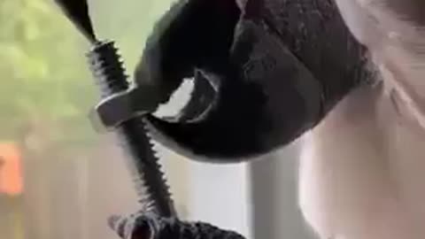 Parrot funnlest video, nut bolt open bird video, amazing video