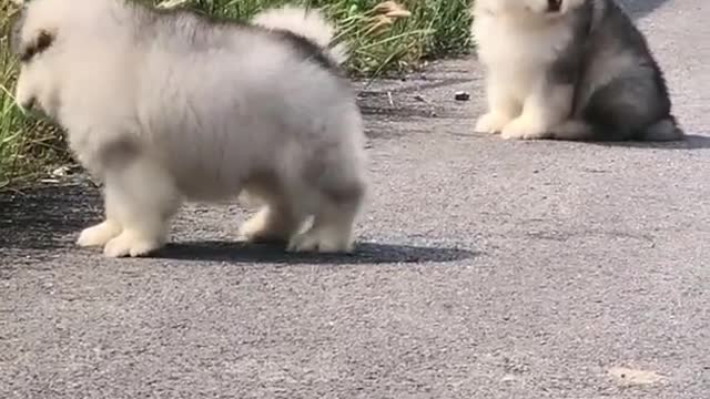 Funniest and Cutest Puppies