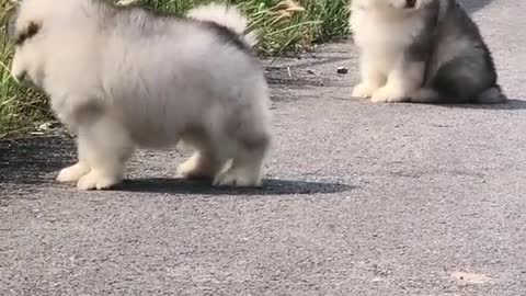 Funniest and Cutest Puppies