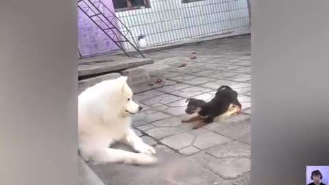 Cat videos cute cats kittens 😻🐾 3