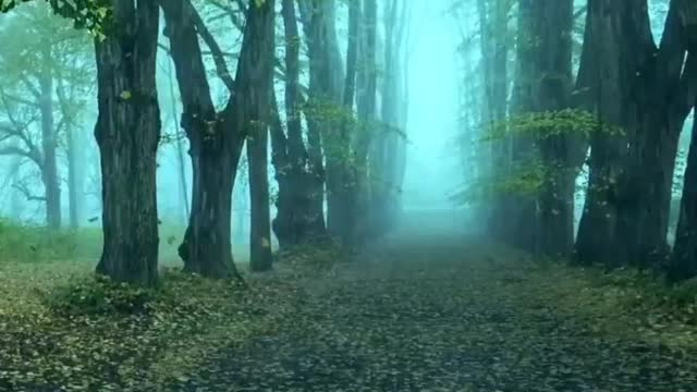 life in rainforest is amazing close to nature.#music #beautiful #india #piano #shorts #shortvideo