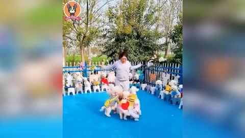 Vídeo de animais engraçado