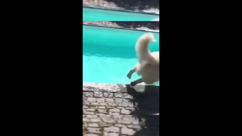 Funny animals - Funny cats