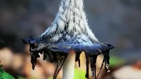 Nature,