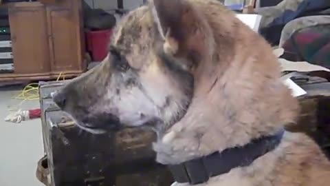 Ultimate Dog Tease-(480p)