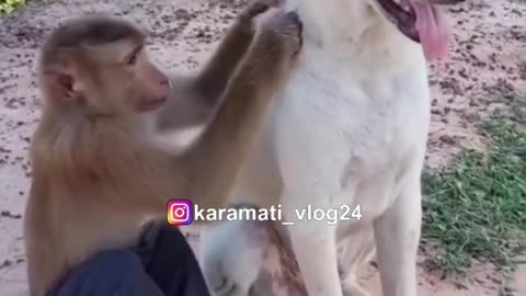 Friendship between dog and monkey!
