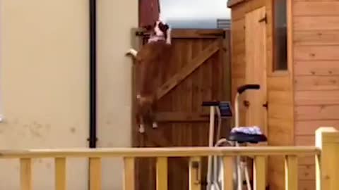 WATCH : Dog Climbs Wall After So Many Attempts! 😂