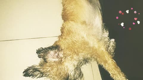 My dog o