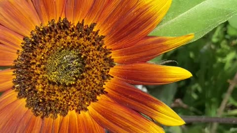 Basking Sunflower 🌻