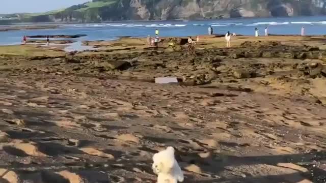 Cute animals funny video