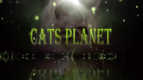 mouse attacks cat.... funny video