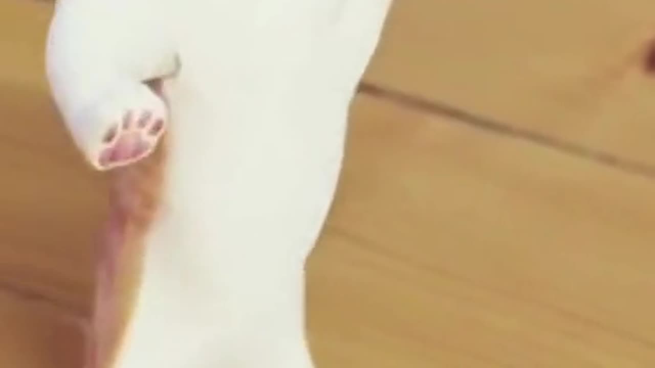 This Cat Got Moves