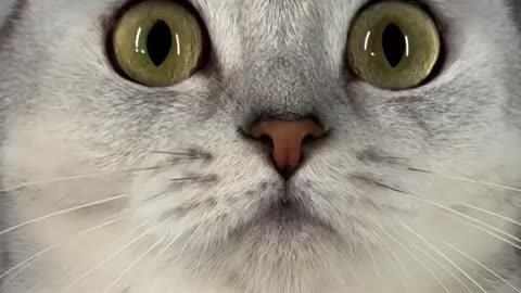 New Funny Animals 2023 😍😁 Funniest Cats and Dogs Videos 😹🐶