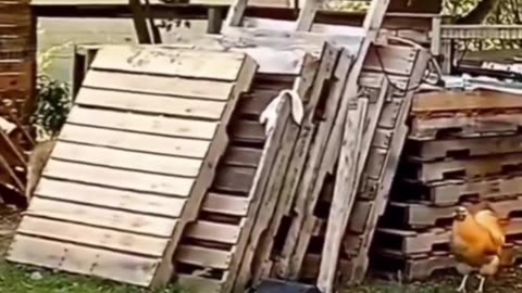 Funny animal clips