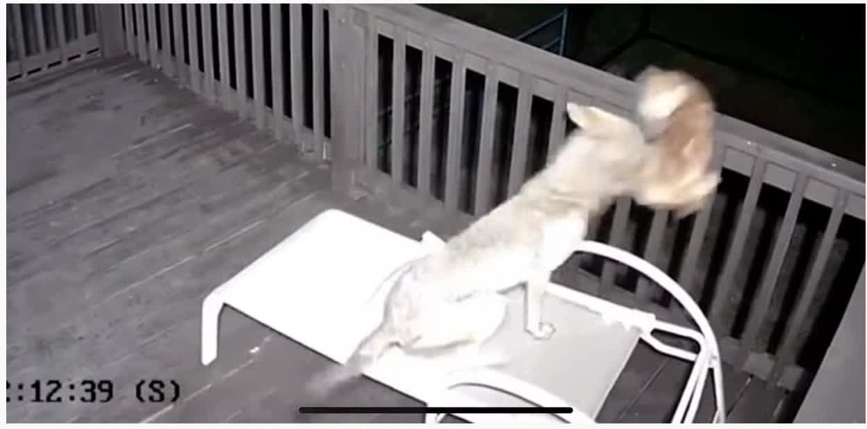 Agile cat escapes coyote