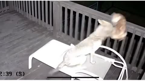 Agile cat escapes coyote