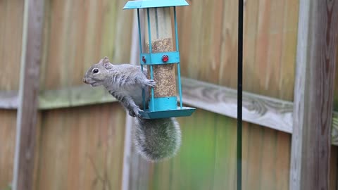 A Squirrel Eating on a Bird Feeder