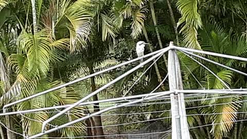 aussie cookaburra