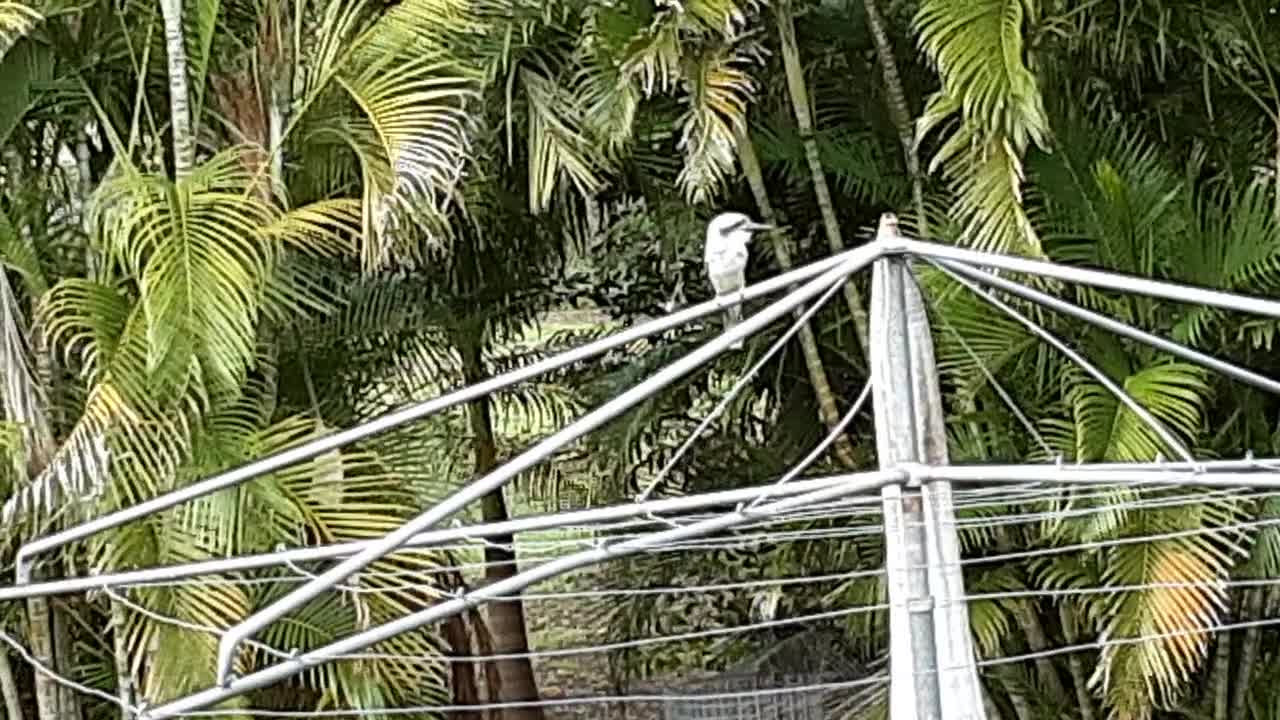 aussie cookaburra